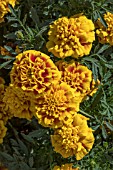 TAGETES PATULA CRESTA DEEP BEE