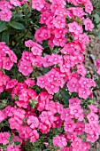 PHLOX DRUMMONDII POMEGRANITE BEAUTY