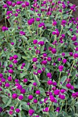 GOMPHRENA GLOBOSA LAS VEGAS PURPLE