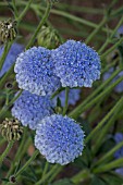 DIDISCUS CAERULEUS LACE FLOWER