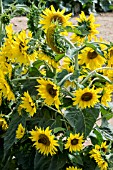 HELIANTHUS ANNUUS PACINO GOLD F1