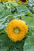 HELIANTHUS ANNUUS TEDDY BEAR DWARF F1