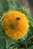 HELIANTHUS ANNUUS TEDDY BEAR DWARF F1