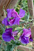 LATHYRUS ODORATUS CAPEL MANOR