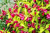 WEIGELA FLORIDA BRIANT RUBIDOR