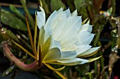 EPIPHYLLUM COOPERI