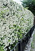 PYRACANTHA HEDGE