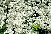 PYRACANTHA FLOWERS