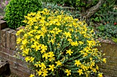 HYPERICUM OLYMPICUM AGM