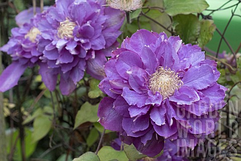 CLEMATIS_VYVYAN_PENNELL