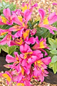 ALSTROEMERIA LITTLE MISS EMILY