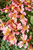 ALSTROEMERIA LITTLE MISS DAVINA