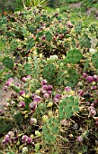 FRUITS ON OPUNTIA