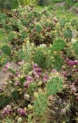 FRUITS_ON_OPUNTIA
