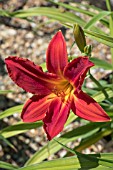 HEMEROCALLIS BUZZ BOMB