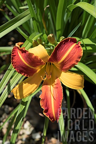 HEMEROCALLIS_FRANS_HALS