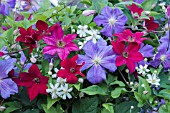 MIXED CLEMATIS