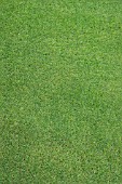 LAWN GRASS