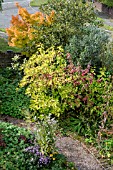 AUTUMN SHRUB BORDER