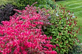 EUONYMUS ALATUS