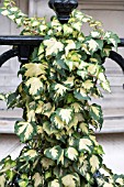 HEDERA HELIX JUBILEE