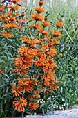 LEONOTIS LEONURUS