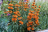 LEONOTIS LEONURUS