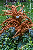 AMARANTHUS HOT BISCUITS