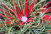 FASICULARIA BICOLOR