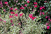 SALVIA GREGGII DESERT BLAZE