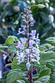 PLECTRANTHUS ERNSTII