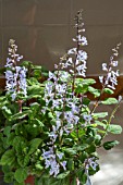 PLECTRANTHUS ERNSTII