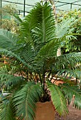 DYPSIS LUTESCENS  ARECA PALM SYN CHRYSALIDOPSIS