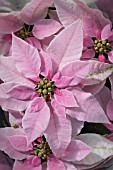 EUPHORBIA PULCHERRIMA POINTSETTIA