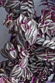 TRADESCANTIA PURPLE PASSION