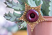 HUERNIA ZEBINUS