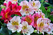 ALSTROEMERIA HYBRIDS