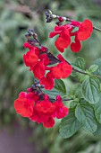 SALVIA MICROPHYLLA ROYAL BUMBLE