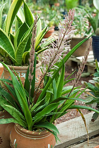 SANSEVIERIA_DOONERI