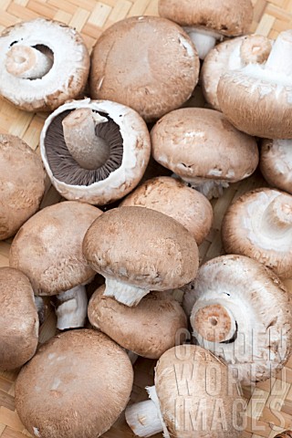 CHESTNUT_MUSHROOM