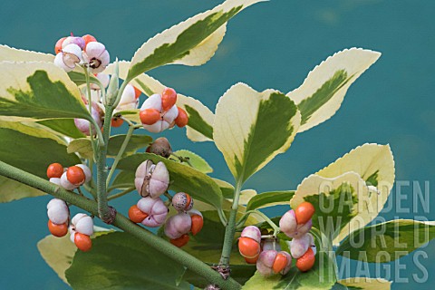 EUONYMUS_FORTUNEI_CANADALE_GOLD