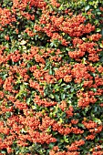 PYRACANTHA ORANGE GLOW AGM