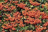 PYRACANTHA ORANGE GLOW AGM