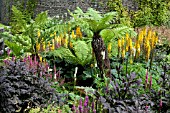 MIXED PLANTING WITH DICKSONIA ANTARCTICA, (RHS HYDE HALL)