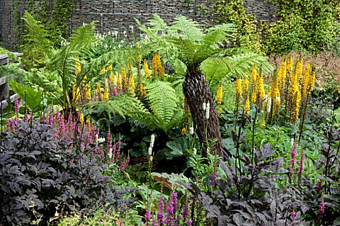 MIXED_PLANTING_WITH_DICKSONIA_ANTARCTICA_RHS_HYDE_HALL