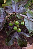 JATROPHA GOSSYPIFOLIA