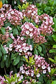 KALMIA LATIFOLIA