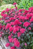 SEDUM RED CAULI