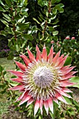 PROTEA CYANOIDES