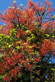 BRACHICHITON ACERIFOLIUS